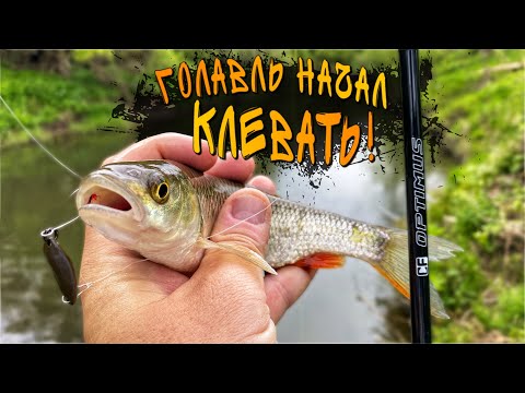 Видео: Наконец-то ГОЛАВЛЬ! РЫБАЛКА На Малой Реке И Первые Злые ПОКЛЕВКИ