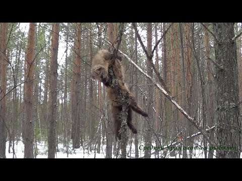 Видео: ОХОТА С ЛАЙКОЙ НА КУНИЦУ. Сезон 2020-2021. БОЛЬШОЙ ПУТИК. ЗАРЯЖАЮ КАПКАНЫ.