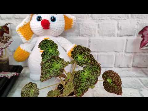 Видео: Бегонии. Красоты много не бывает!