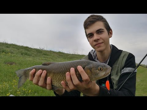 Видео: НЕВЕРОЯТНО ЗАКРИВАНЕ НА КЕФАЛСКИЯ РИБОЛОВ! (Спининг риболов на КЕФАЛ | CHUB FISHING)