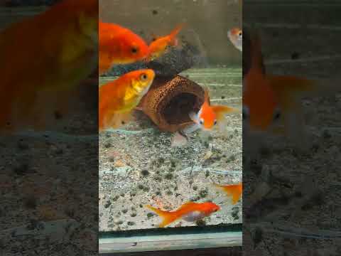 Видео: Полезни рибки в аквариума 2