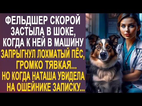 Видео: Фельдшер оторопела, когда в её машину запрыгнул пёс. Но когда Наташа увидела на ошейнике записку...