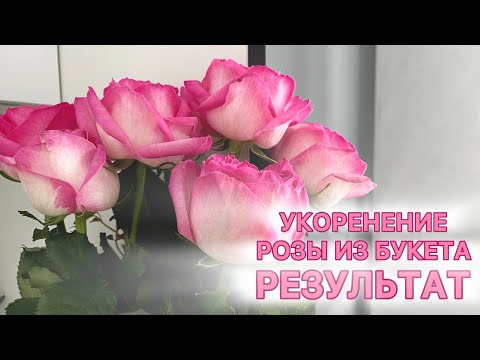 Видео: УКОРЕНЕНИЕ БУКЕТНОЙ РОЗЫ 🌹 РЕЗУЛЬТАТ