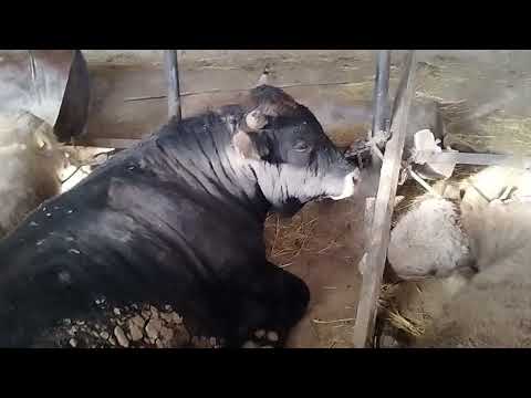 Видео: таңжарық стиль бұқаны қанша уақыт борлаған дұрыс қанша жастағы бұқа дұрыс