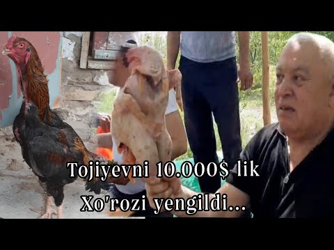 Видео: Тожиевни /Ўн минг доллар/лик Хўрози енгилди,😂👍
