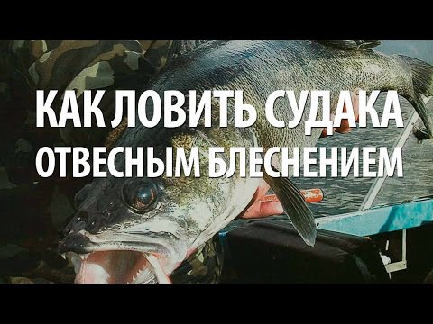 Видео: ЛОВЛЯ РЫБЫ СУДАК с ЛОДКИ ОТВЕСНЫМ БЛЕСНЕНИЕМ - СОВЕТЫ