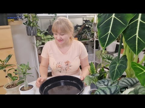 Видео: Мега пересадка растений для терпеливых 😅