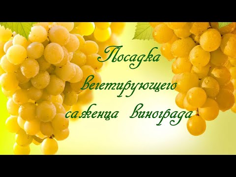 Видео: Посадка вегетирующего саженца винограда