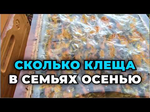 Видео: Результаты обработки пчелосемей от клеща Вароа разными препаратами в осенний период.