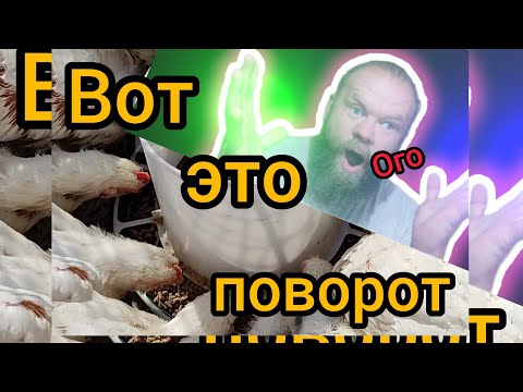 Видео: 20 бролей & Черная львинка, опыт первый 34 день эксперимента