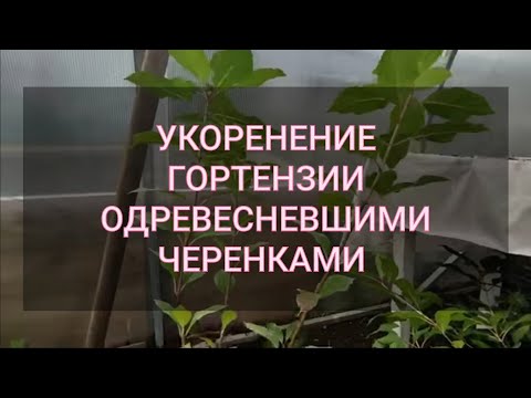 Видео: Результат укоренения метельчатой гортензии одревесневшими черенками 🌿