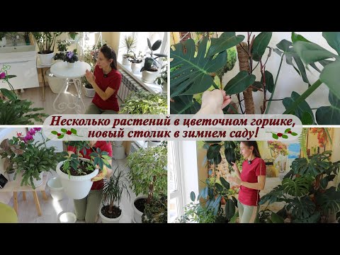 Видео: Несколько комнатных растений в одном горшке, мои эксперименты. Новый столик в зимнем саду!