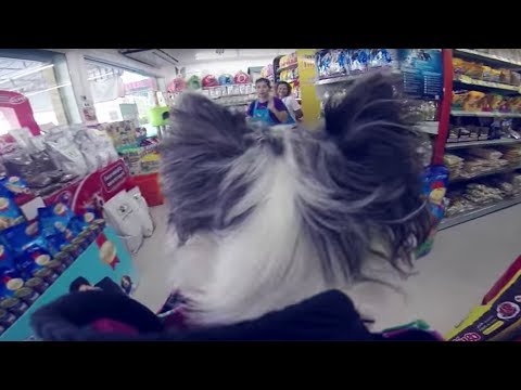 Видео: ВЛОГ Любимый зоомагазин | Чихуахуа Софи