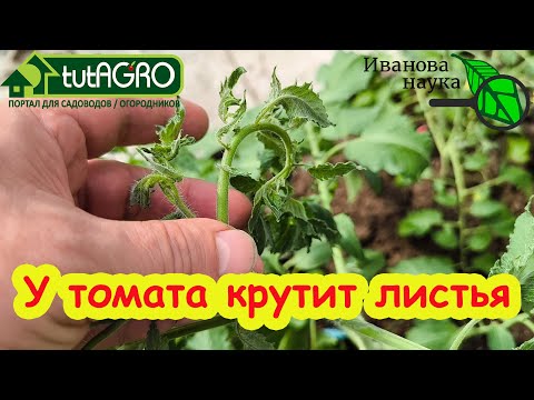Видео: МОЩНАЯ ПОДКОРМКА ТОМАТОВ НА ЗАКЛАДКУ КИСТЕЙ! Увеличьте урожай четырьмя проверенными способами.