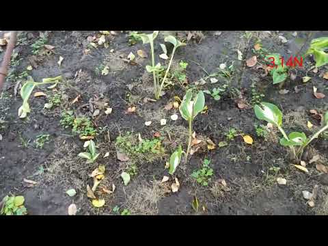 Видео: ☘️готовим почву под хостарий #почва#хосты#PetrNovar#Запорожье