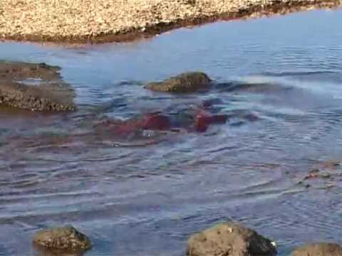 Видео: Край дикого лосося