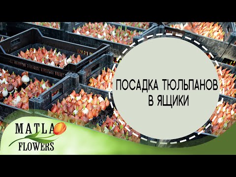 Видео: Посадка тюльпанов в ящики