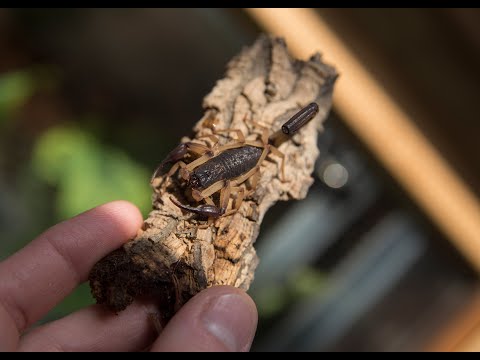 Видео: Содержание и разведение Centruroides bicolor,Centruroides gracilis.Ужалил скорпион, но я не сдаюсь.