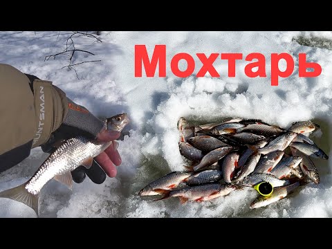 Видео: Весна пришла, и рыба рада, особенно мохтарь.  Часть 2.  Зимняя рыбалка 2025.