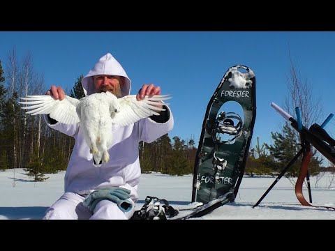 Видео: ОХОТА НА БЕЛУЮ КУРОПАТКУ / 22lr