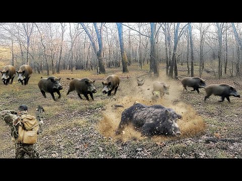 Видео: Гигантский кабан нападает! Охотьтесь на кабана на земле с луком и стрелами — Идеальная пронзающая...