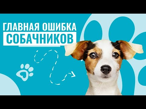 Видео: Эту ОШИБКУ допускают 9 из 10 собачников! Почему надо отпускать собаку с команды?