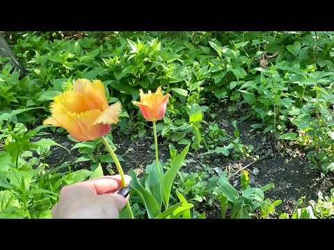 Видео: АСМР |Дача |С Днём Победы |Голос |Камера |Постукивания |ASMR |Summer cottage |Camera |Tapping