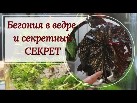 Видео: Не ветвится тростниковая бегония? Срочно пересади!