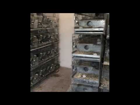 Видео: Отзыв фермы-партнера, г. Николаев