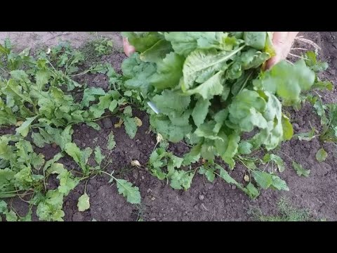 Видео: Как вырастить кресс салат в открытом грунте От посадки до сбора семян