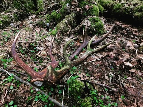 Видео: Рекорд по количеству рогов оленя близок, поиск рогов 2023 , zrzuty jeleni 2023, deer antlers 2023