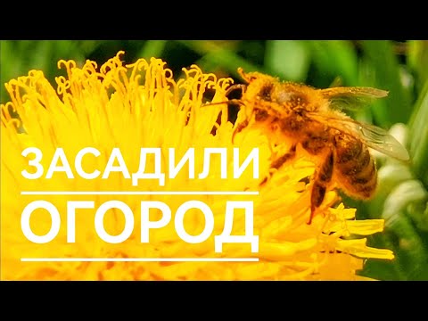 Видео: КОТОРЫЙ КОРМИТ ЦЕЛЫЙ ГОД