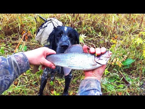 Видео: Осенняя рыбалка. Один в глухой тайге. Хариус. Бешеный клёв. Ловля на спиннинг. Таёжный быт. Часть 2