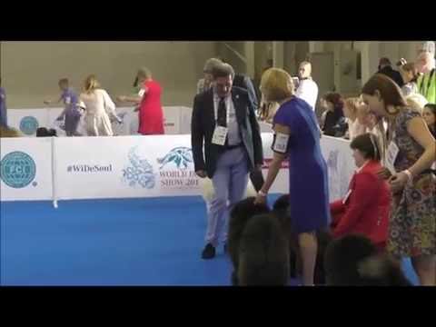 Видео: Чау-Чау на World Dog Show 2016. Часть 2