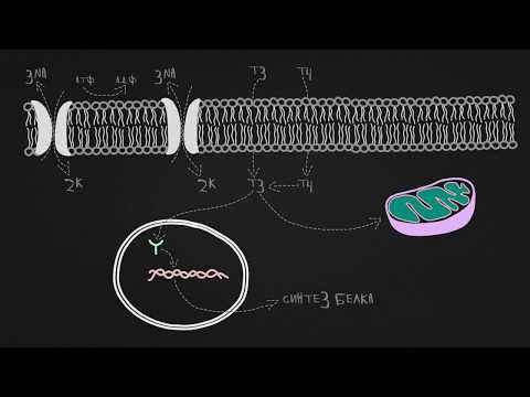 Видео: Тиреоидные гормоны: органы-мишени, механизм действия