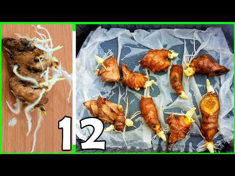 Видео: Выращивание имбиря из магазина | Два способа ускорить его укоренение