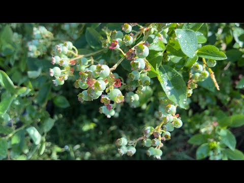 Видео: Наша плантация в июне Часть 1