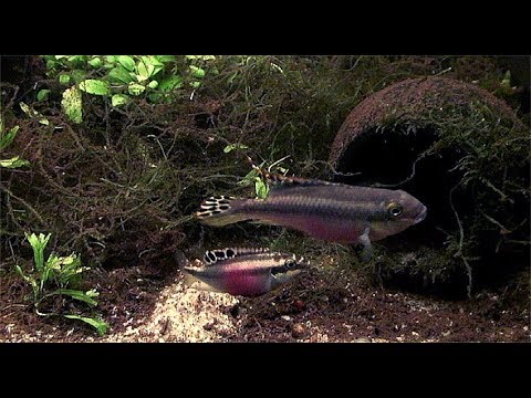 Видео: Pelvicachromis pulcher 2019 part 2/Самка обустраивает гнездо. Часть 2