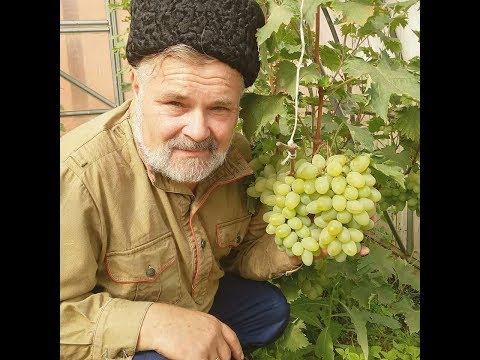 Видео: В гостях у винодела Кузьмина Игоря.