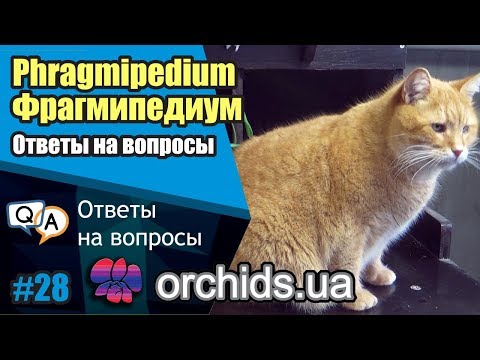 Видео: Фрагмипедиум. Phragmipedium. Ответы на вопросы.