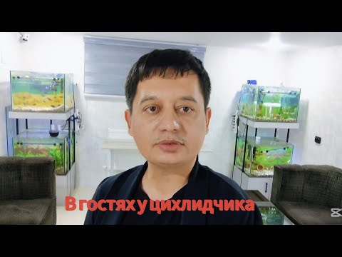 Видео: В гостях у Цихлидчика