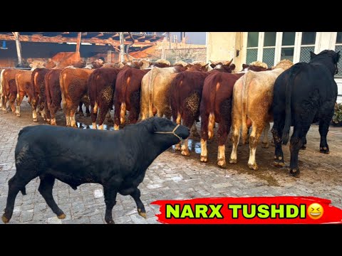 Видео: 🤝🤝🤝🤝BUQALAR SOTILDI TUGADI 🤝🤝🤝🤝👍👍👍12 ноября 2025 г.