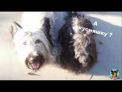 Видео: Одна прогулка из жизни двух скай терьеров.