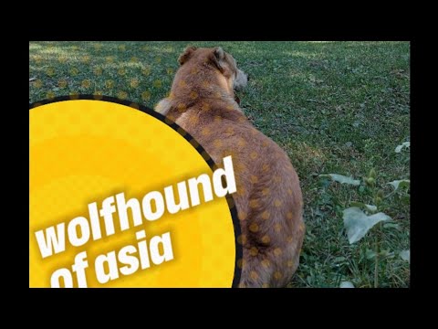 Видео: Волкодавы Азии