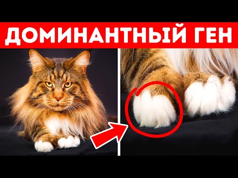 Видео: Почему у большинства кошек белые лапки и другие факты, которые помогут лучше их понять