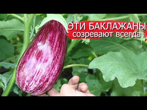 Видео: Эти Баклажаны созревают всегда