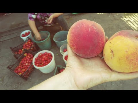 Видео: 🐈В селе у СВЕКРУНЬКИ🙋‍♀️🏡