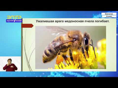 Видео: 9-класс | Биология | Естественный отбор – главный фактор эволюции видов в природе
