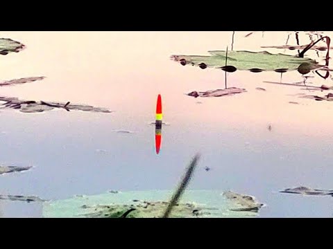 Видео: ЖОР ЛИНЯ РАННИМ ТУМАННЫМ УТРОМ!!РЫБАЛКА НА ПОПЛАВОК,Рыбалка 2025,Рыбалка на линя в июле.