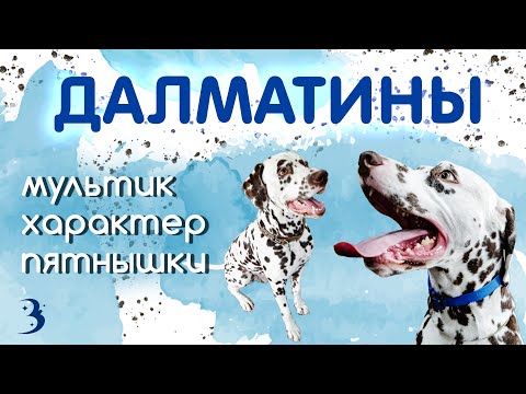 Видео: Правильные пятнышки, популярность из-за мультфильма и иерархия / Сходили в питомник далматинов